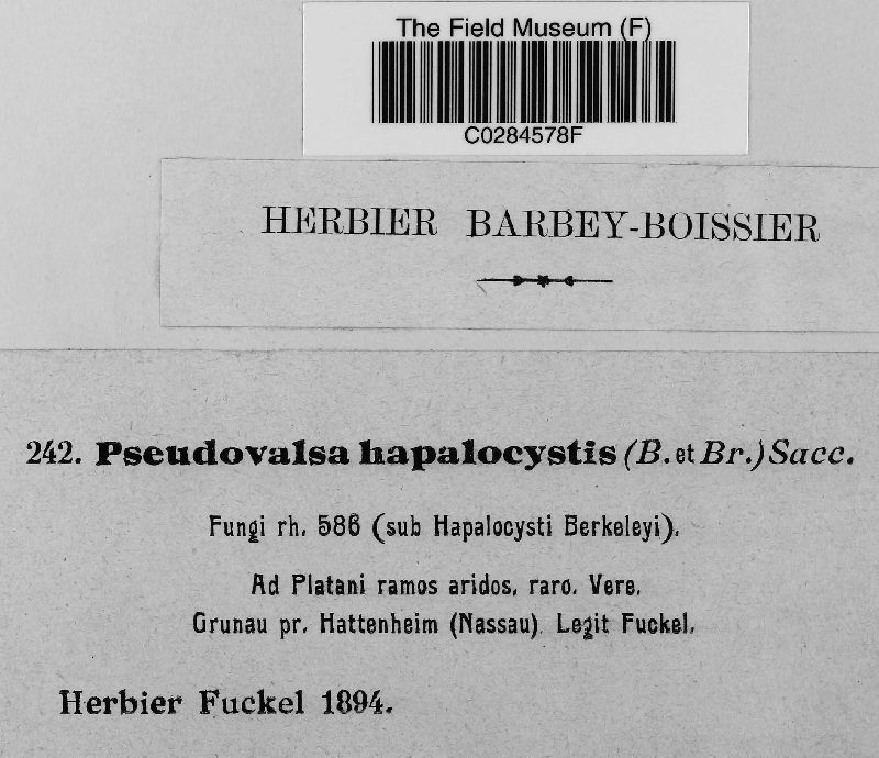 Pseudovalsa hapalocystis image