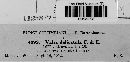 Valsa delicatula image