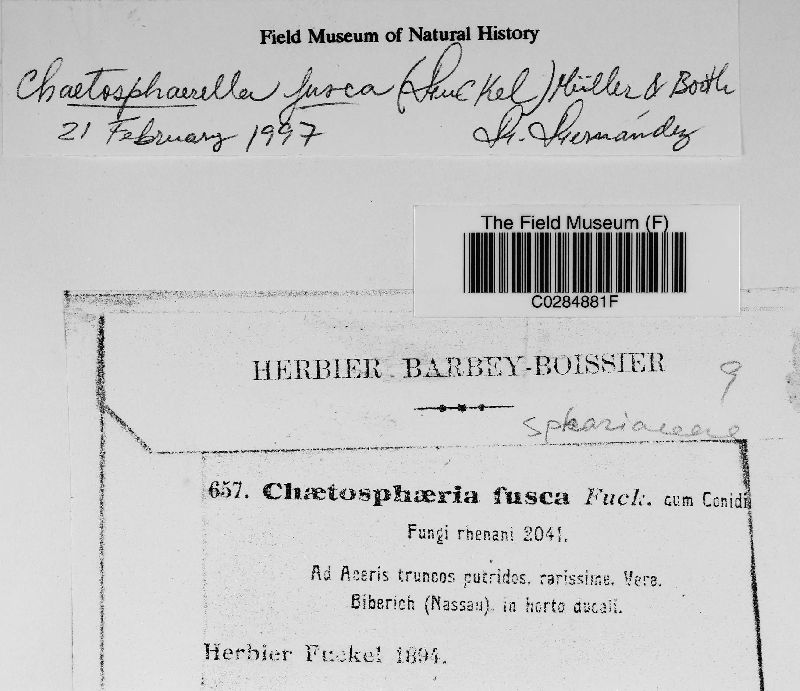 Chaetosphaerella fusca image