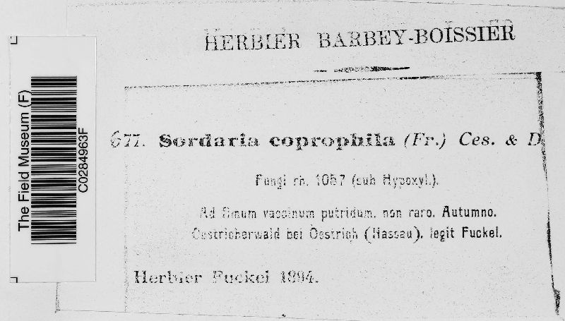 Cercophora coprophila image