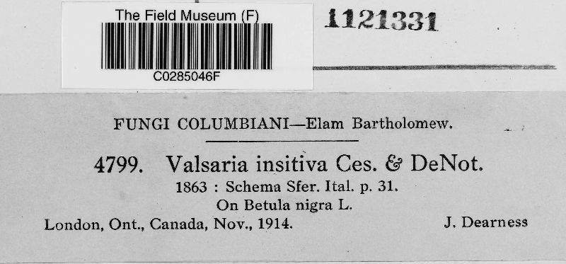 Valsaria insitiva image