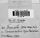Erysiphe cruciferarum image
