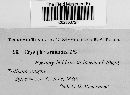 Blumeria graminis image