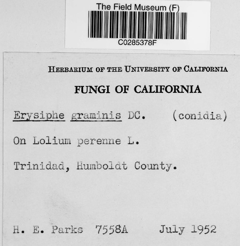 Blumeria graminis image