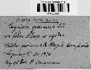 Blumeria graminis image