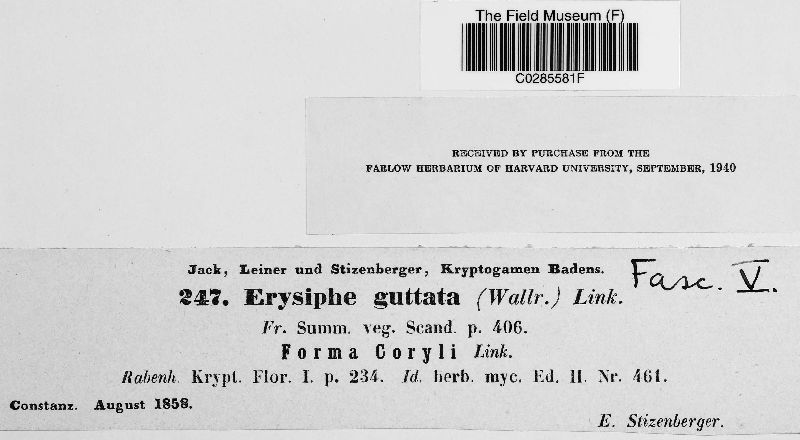 Erysiphe guttata f. coryli image