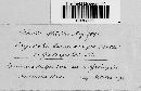 Erysiphe lamprocarpa image