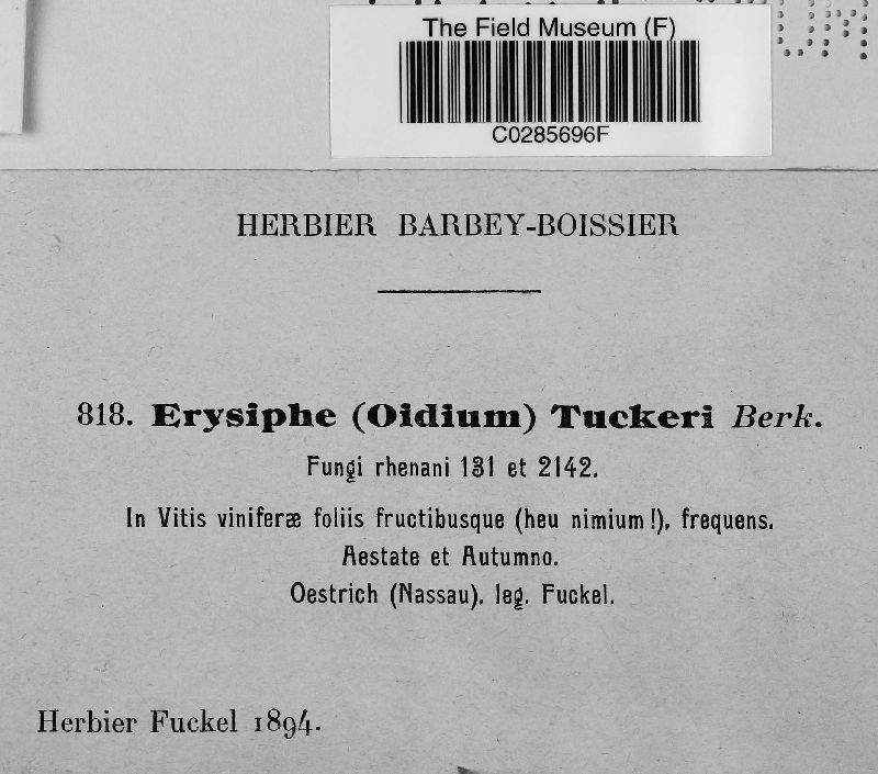 Erysiphe tuckeri image