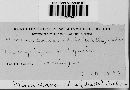 Erysiphe penicillata image