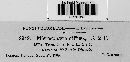 Microsphaera diffusa image