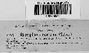 Microsphaera quercina image