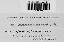 Podosphaera clandestina image