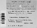 Sphaerotheca castagnei image