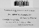 Sphaerotheca castagnei image
