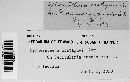 Sphaerotheca castagnei image