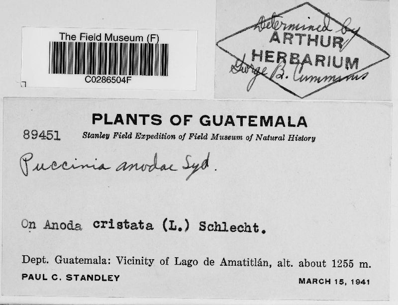 Puccinia anodae image
