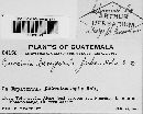 Puccinia basiporula image