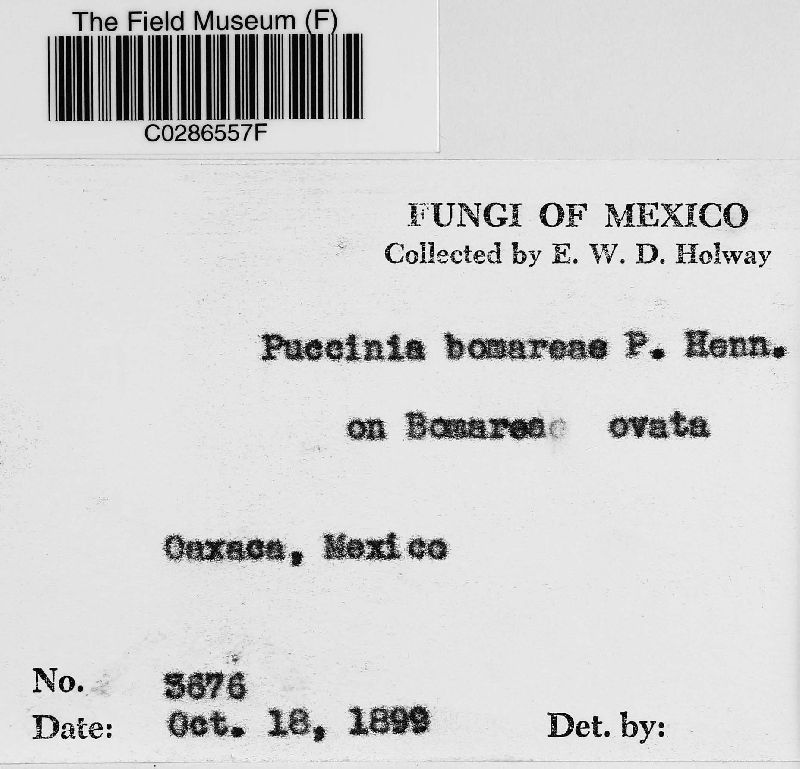 Puccinia bomareae image