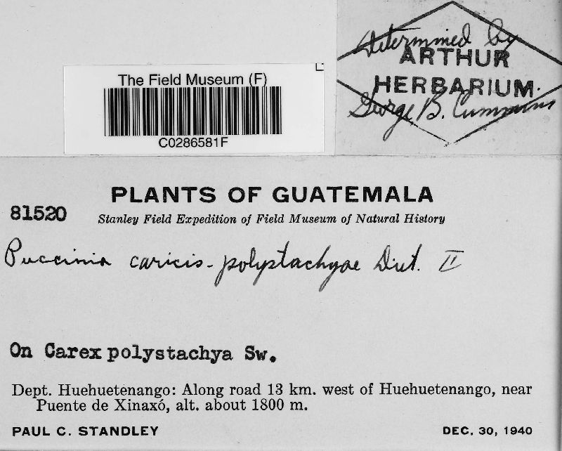 Puccinia caricis-polystachyae image