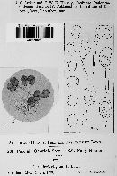 Puccinia chloridis image