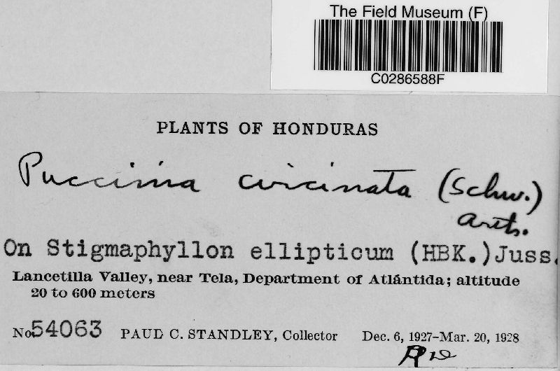 Puccinia circinata image