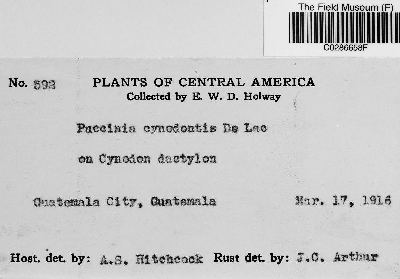 Puccinia cynodontis image