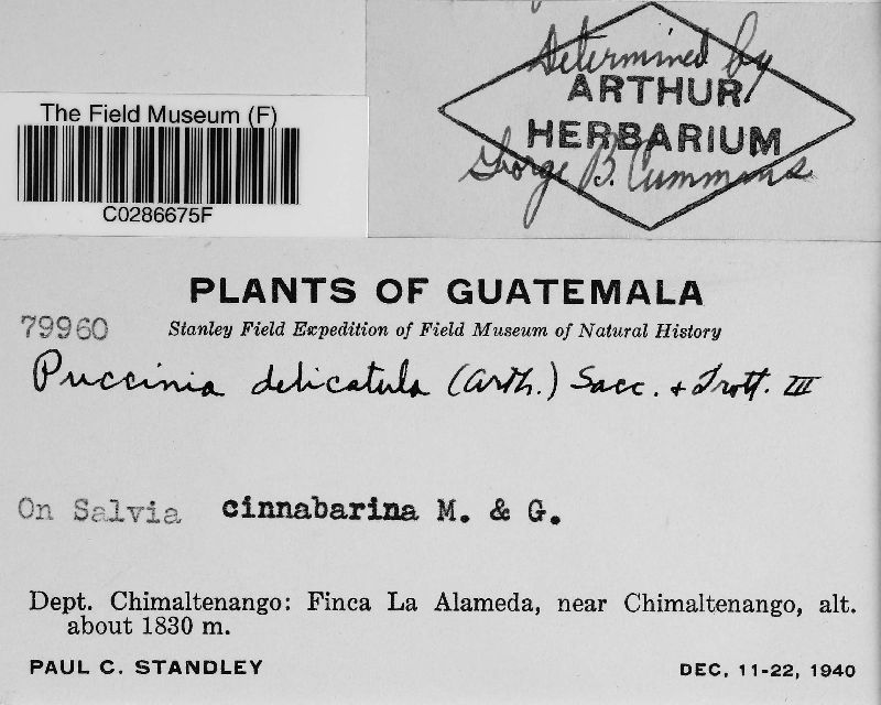 Puccinia delicatula image