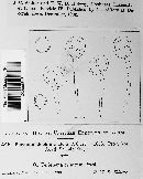 Puccinia dochmia image