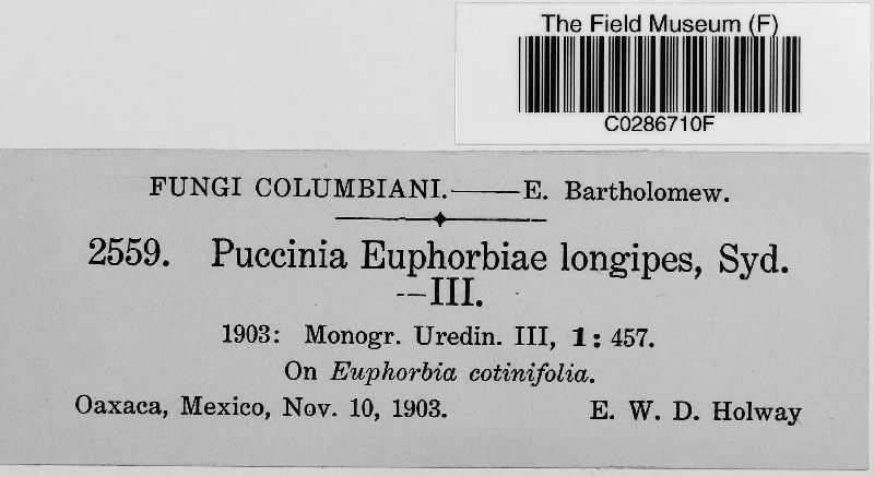 Puccinia euphorbiae image