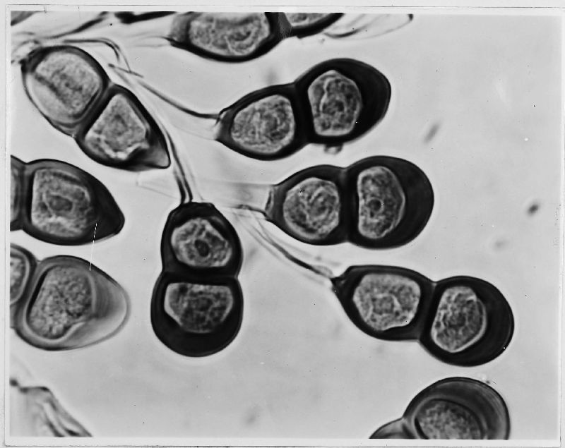 Puccinia eximia image