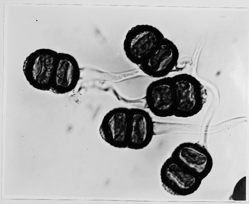 Puccinia foliola image