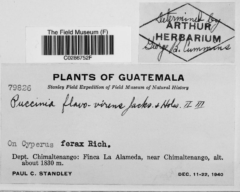 Puccinia flavovirens image