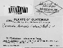 Puccinia hieracii image
