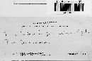 Puccinia imperspicua image