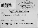 Puccinia lateritia image