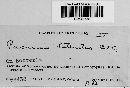 Puccinia lateritia image