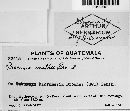 Puccinia menthae image