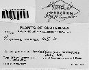 Puccinia noccae image