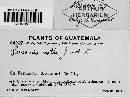 Puccinia notha image