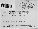 Puccinia nocticolor image