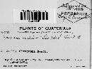 Puccinia oxalidis image