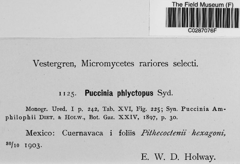 Puccinia phlyctopus image