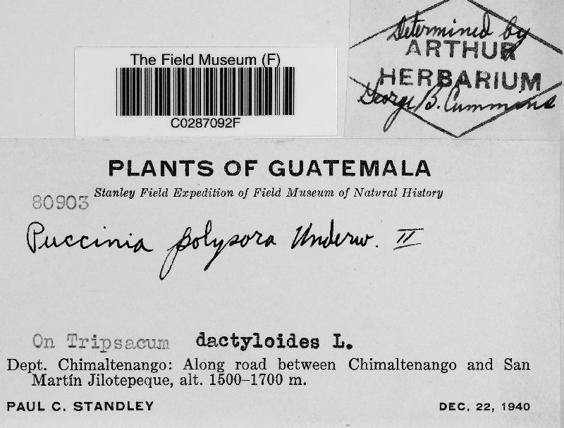 Puccinia polysora image