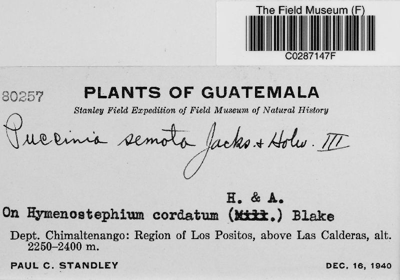 Puccinia semota image