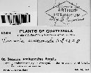 Puccinia senecionicola image