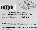 Puccinia spegazziniana image