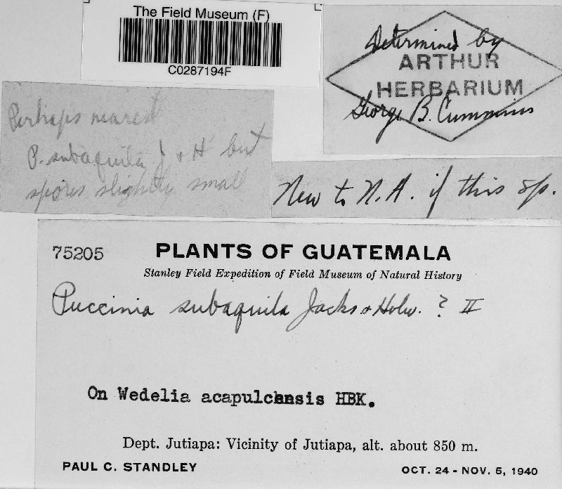 Puccinia subaquila image