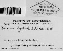 Puccinia tageticola image