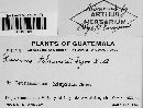 Puccinia tetramerii image