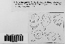 Puccinia versicolor image